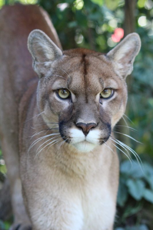 Animal raríssimo e ameaçado de extinção é avistado no centro de cidade em SC