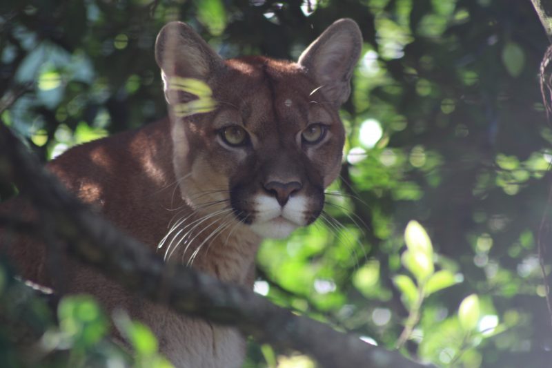 Animal raríssimo e ameaçado de extinção é avistado no centro de cidade em SC