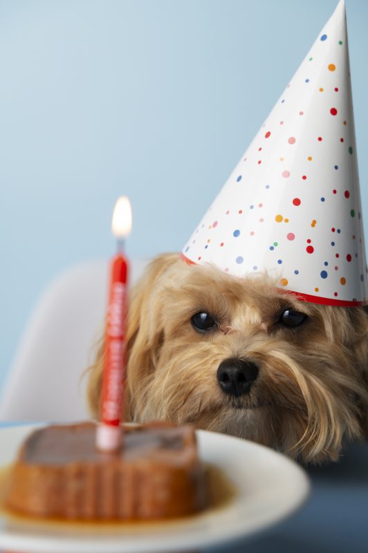 Como preparar bolo de aniversário especial para seu pet