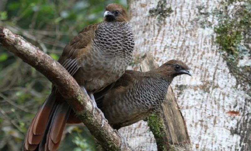 Duas aves da espécie Aracuã em cima de uma árvore
