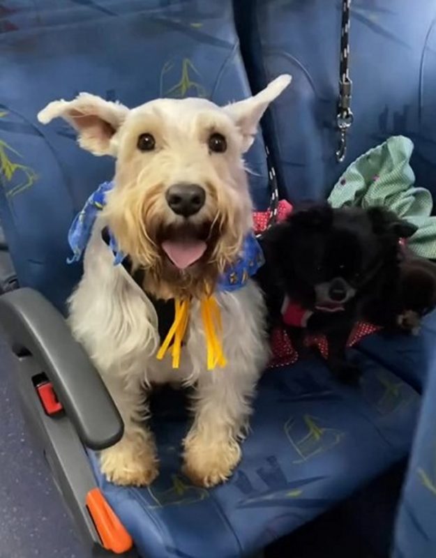 Pets a dentro de van, a caminho do arraiá canino