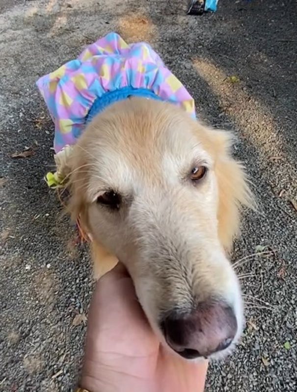Cachorro trajado para a Festa Junina de creche 