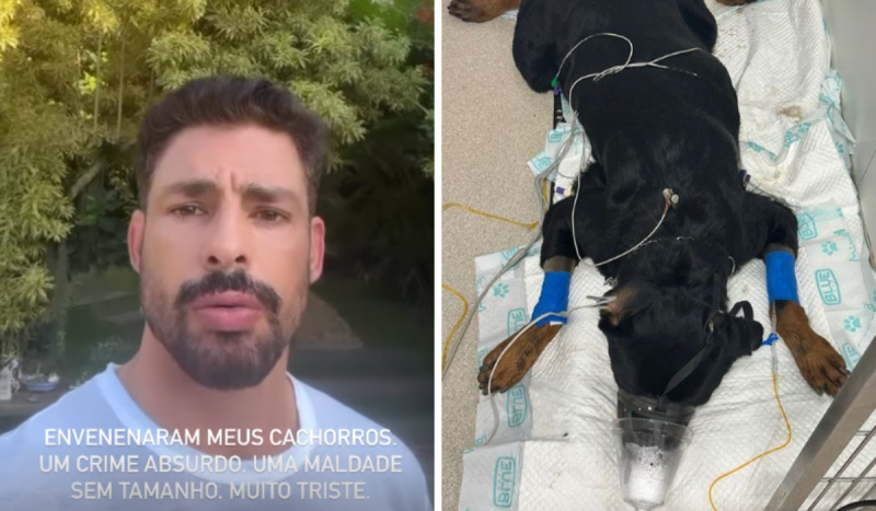 Fotomontagem mostra Cauã Reymond à esquerda com semblante sério e à direita a foto de um cachorro preto da raça rottweiler deitado com máscara de oxigênio