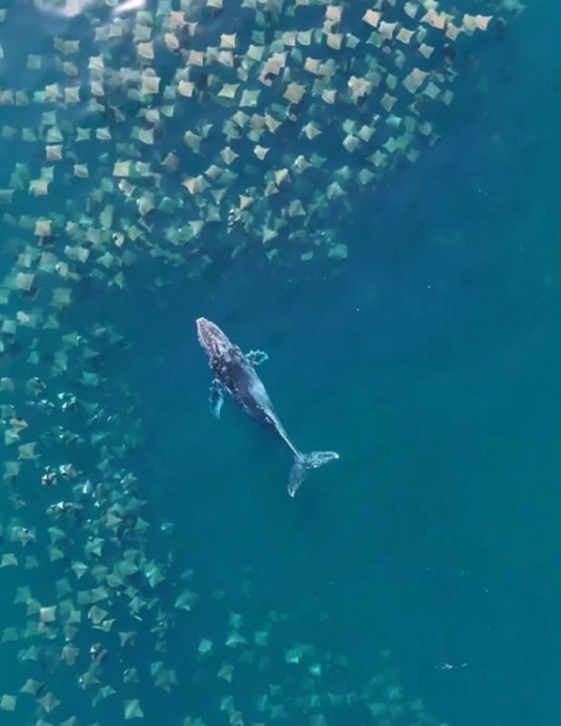 Publicação de fotógrafo viralizou após uma baleia jubarte atravessar cardume de arraias 