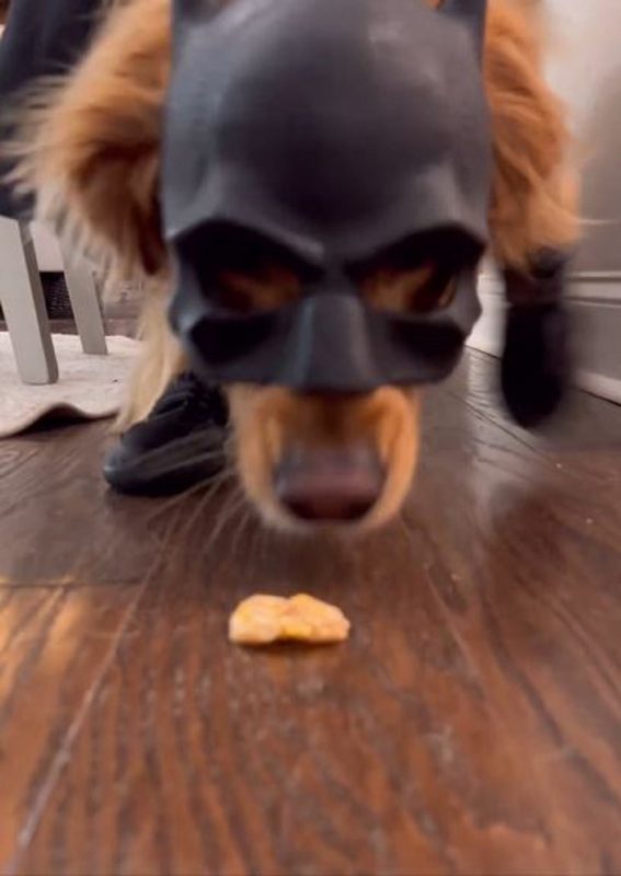 Batman Golden Retriever vem viralizando nas redes sociais – Foto: Intenet/Reprodu&ccedil;&atilde;o/ND
