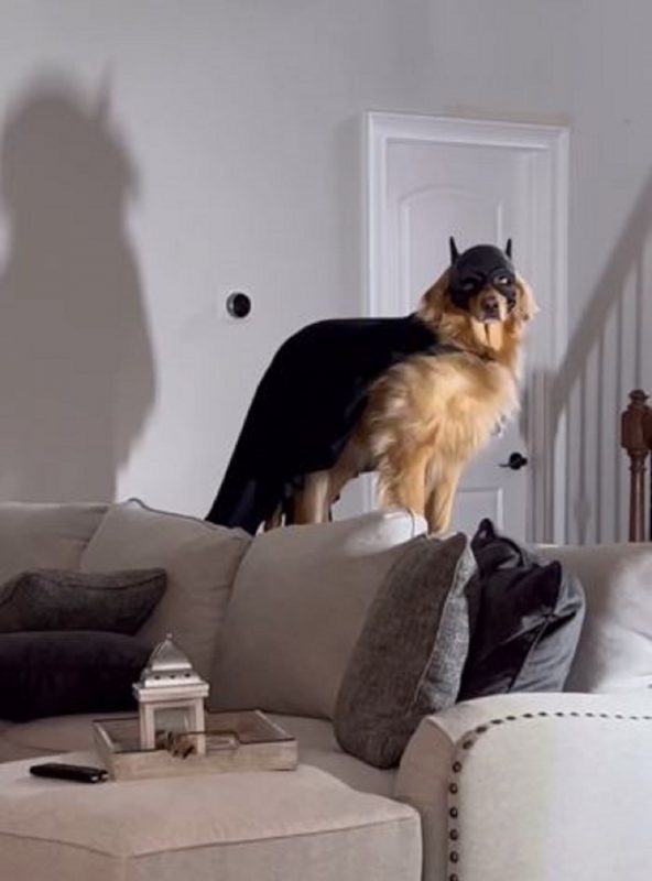 Cachorro da raça Golden Retriever vestido como 'batdog', o batman 