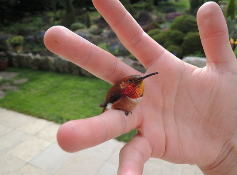 Espécie de beija-flor-abelha ou zunzuncito vive em uma ilha no Caribe, em Cuba