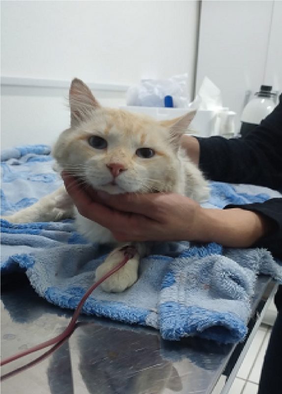 Gato durante transfusão de sangue em clínica veterinária