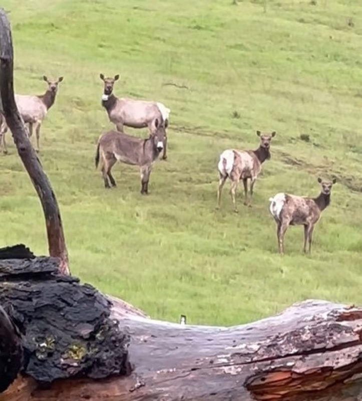 Burro é avistado em manada de veados
