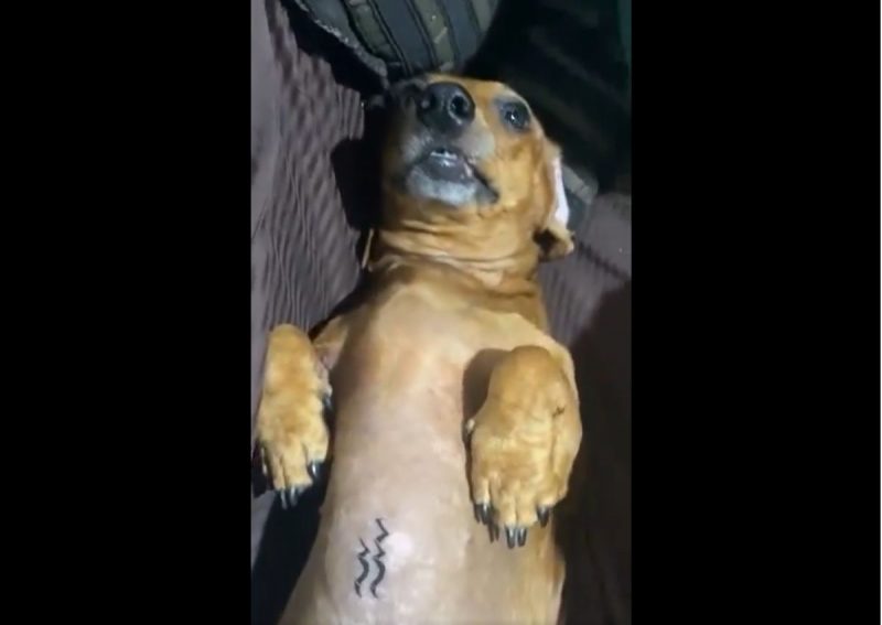 Cachorra com tatuagem viraliza