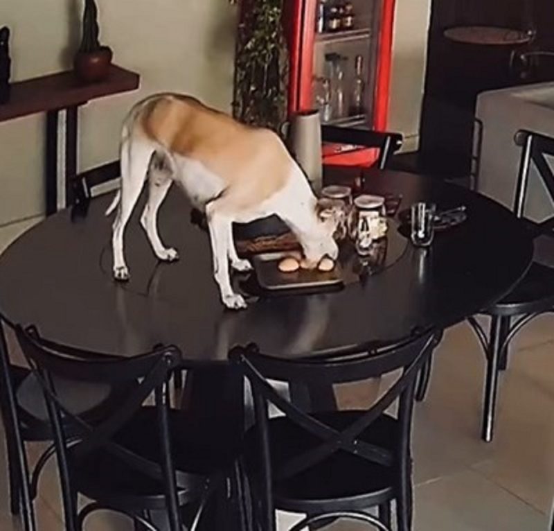 Cachorra em cima de mesa de jantar devorando pães de queijo