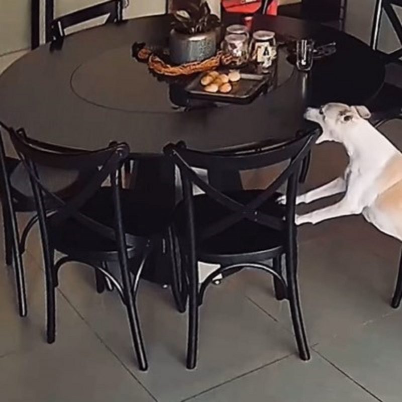 Cachorra mordendo mesa de jantar recheada com pães de queijo