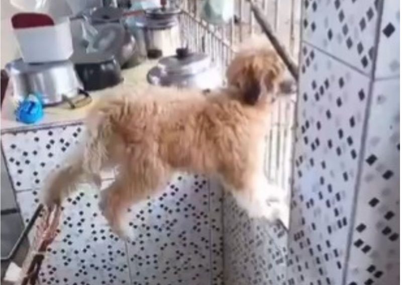 Cachorra se arrisca para não perder a fofoca