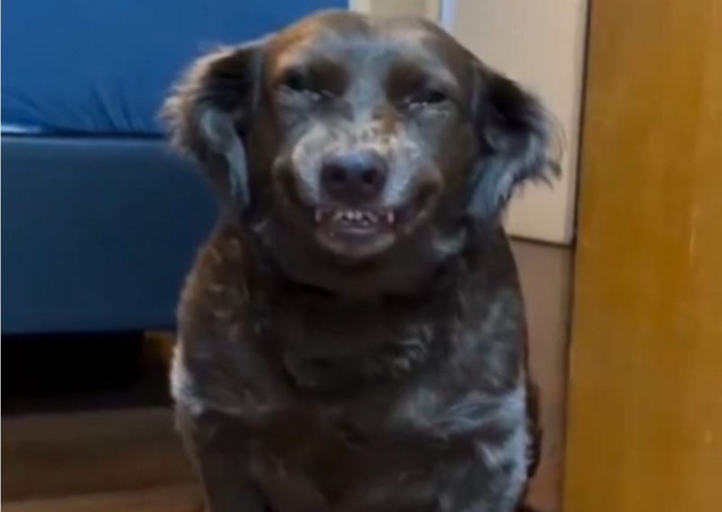 Cachorra abre o sorriso quando apronta