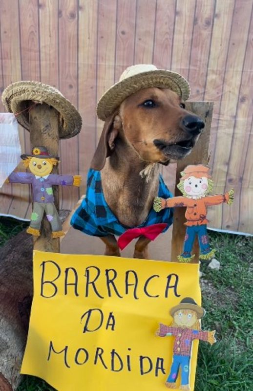 Cachorro abre "barraca da mordida" para celebrar Festa Junina
