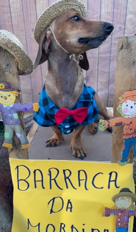 Cachorro abre "barraca da mordida" para celebrar Festa Junina