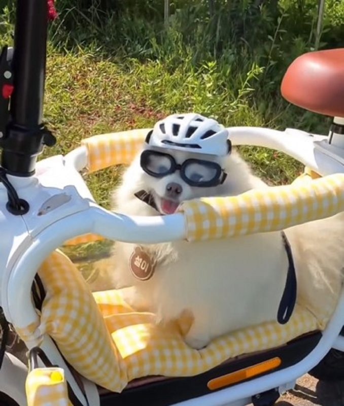 Cachorro em bicicleta elétrica modificada para ele