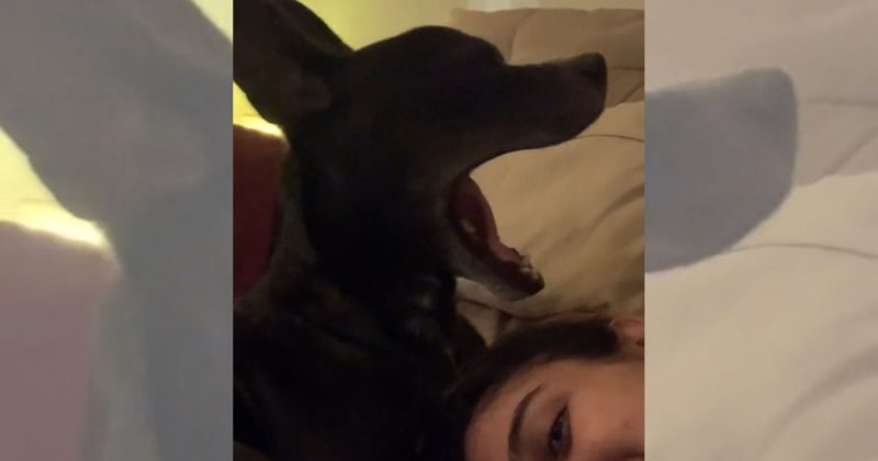 Cachorro adota bocejo para evitar remédios