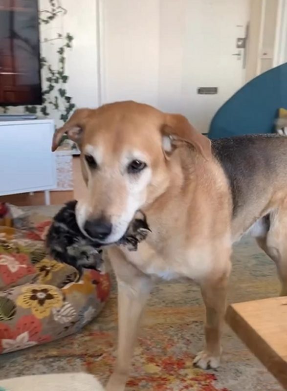 Cachorro chamado Raylan carregando gato pela boca 