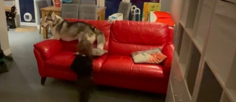 Cachorra e menino brincando em cima do sofá de casa