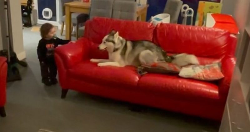 Criança olhando para a cachorra durante brincadeira de pega-pega