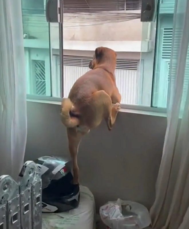 Cachorro curioso usa diversos móveis para formar uma "escada" para assim, conseguir bisbilhotar 