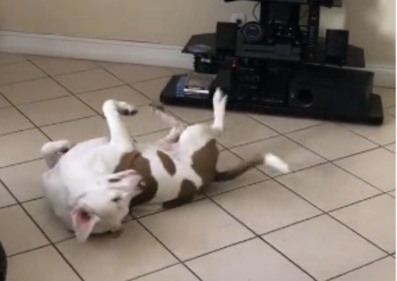 Cachorro dança e conquista fãs