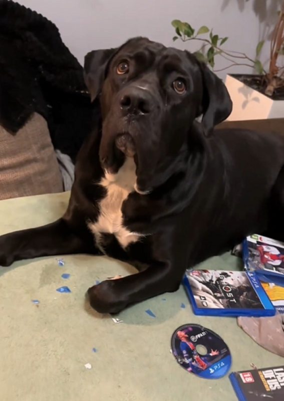 Cachorro olhando para tutor com a destruição em volta 