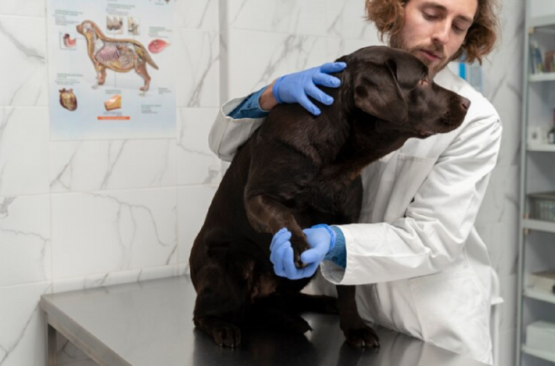 Médico veterinário atende cachorro preto em consultório