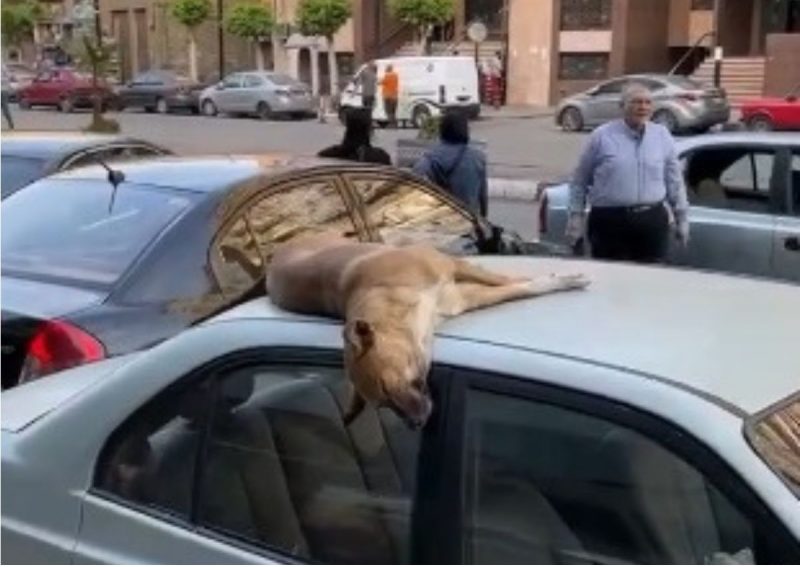 Cachorro dorme no teto de carro
