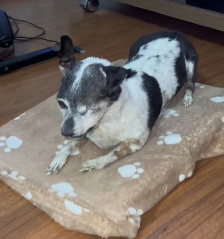 Tutor resolveu empalhar seu cachorro – Foto: Internet/Reprodu&ccedil;&atilde;o/ND