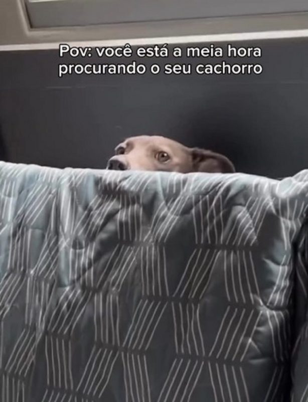 O cachorro camuflado viralizou na internet depois que foi descoberto pela tutora 