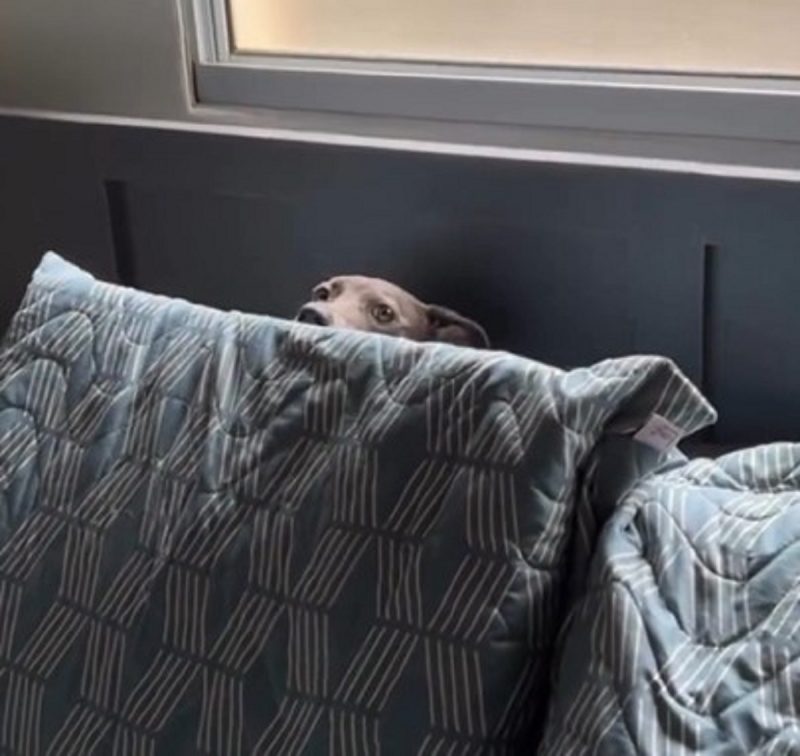 O vídeo do cachorro camuflado viralizou na internet depois que foi flagrado pelo tutor 