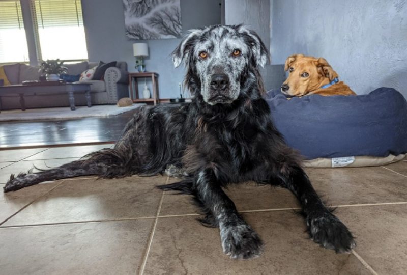 As fotos do cachorro repercutiram nas redes sociais – Foto: Redes Sociais/Reprodu&ccedil;&atilde;o/ND