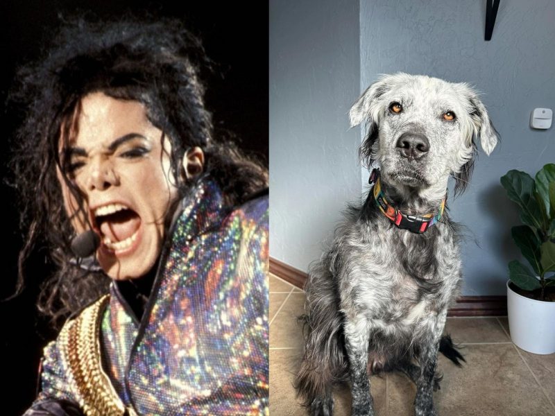 Cachorro possui a mesma condi&ccedil;&atilde;o de Michael Jackson – Foto: Redes sociais/Reprodu&ccedil;&atilde;o/ND