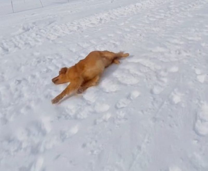 Golden Retriever deitado, brincando na neve