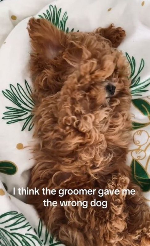 Pet passou por uma transformação radical