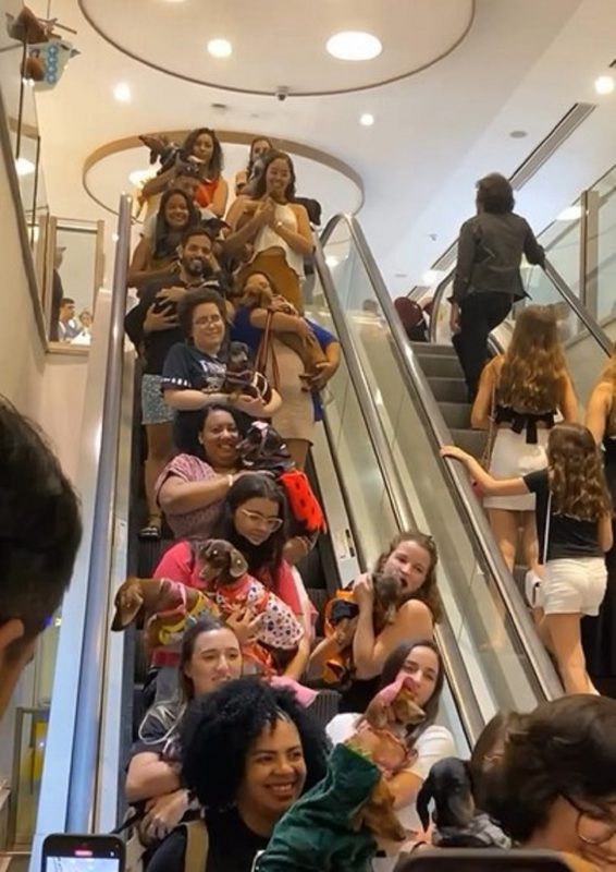 Encontro de cachorros Salsicha ocorreu no shopping Riomar, em Fortaleza, Ceará