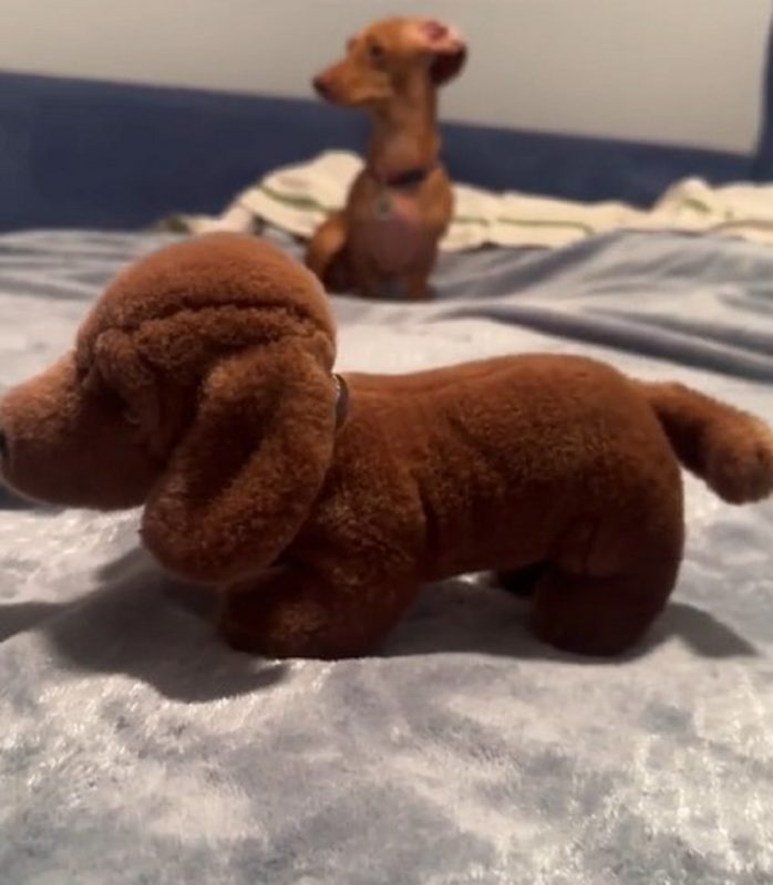 Pelúcia de cachorro salsicha da vovó fã dos animais 