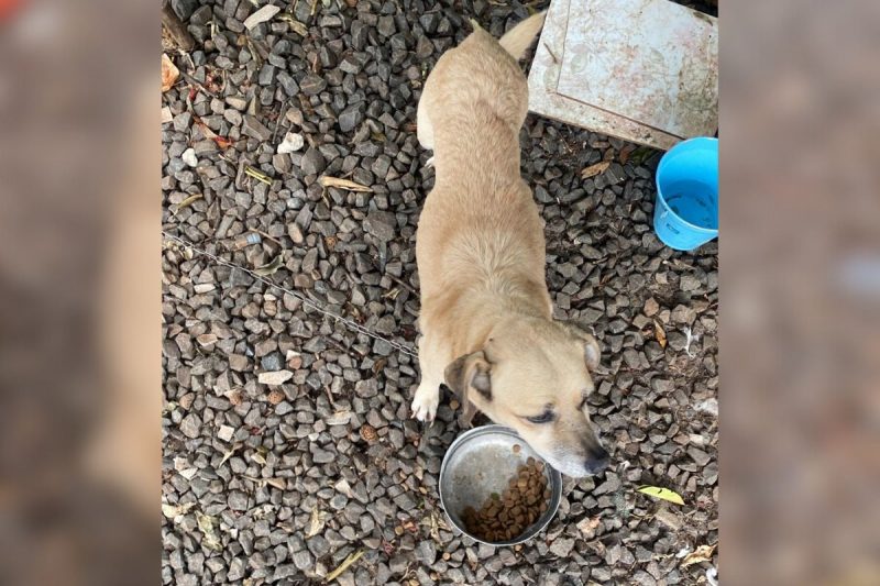 Cachorros foram flagrados pela policia civil 