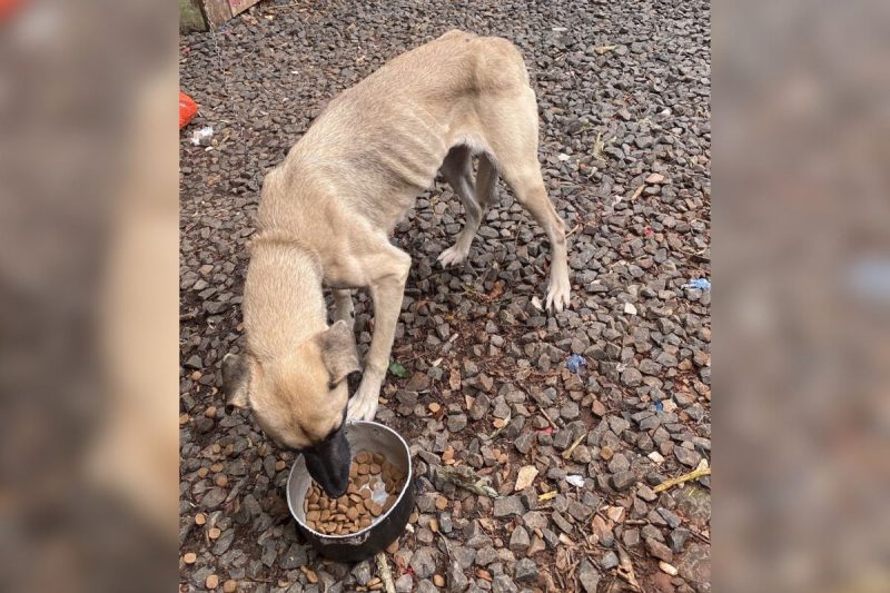 Animais flagrados em chapecó em situação de maus-tratos 