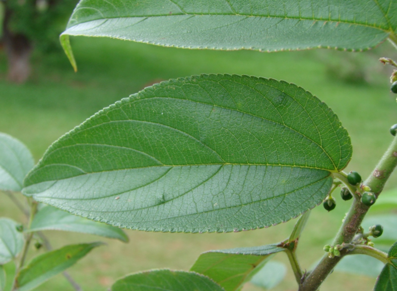 Composto de cannabis &eacute; encontrado em planta nativa brasileira – Foto: Jo&atilde;o Medeiros/ND
