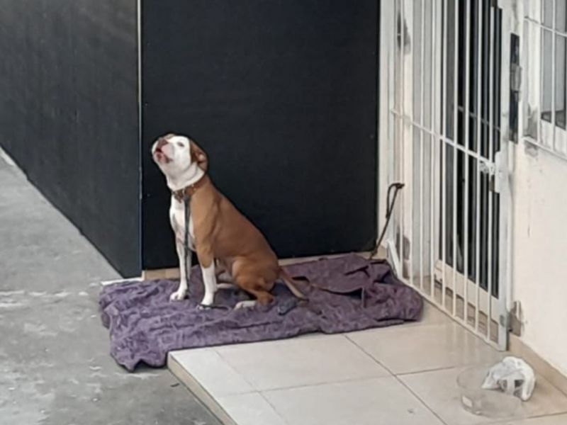 Pitbull foi resgatado ap&oacute;s ter sido abandonado no local – Foto: Arquivo/ND