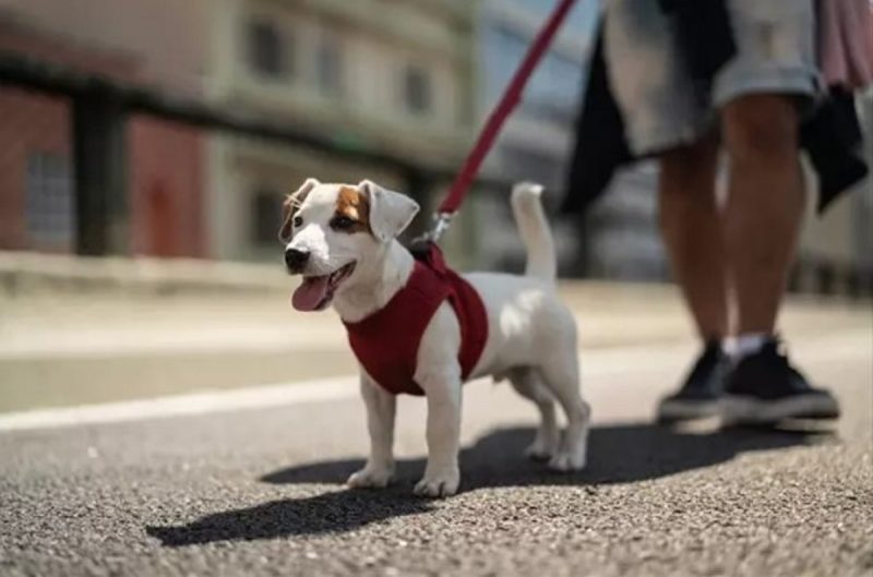 Cachorrinho com guia durante cãominhada em Blumenau