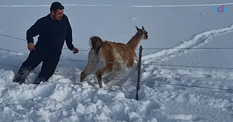 Frame de vídeo que mostra catarinense salvando guanaco, animal típico da Argentina