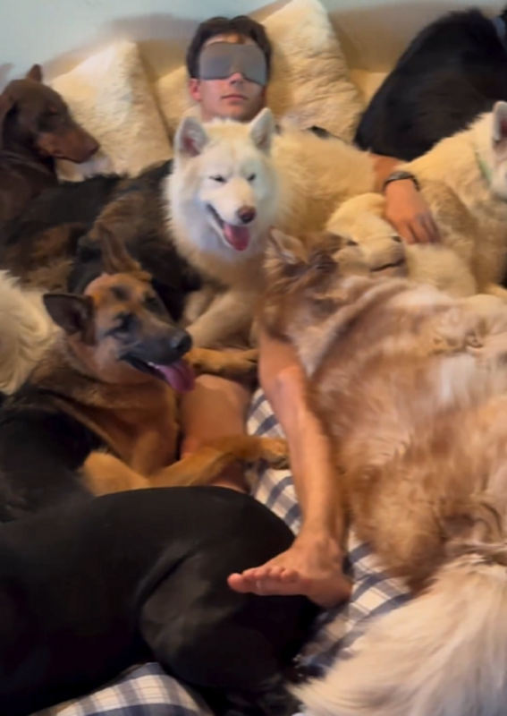 Os 18 cachorros subiram na cama com o tutor