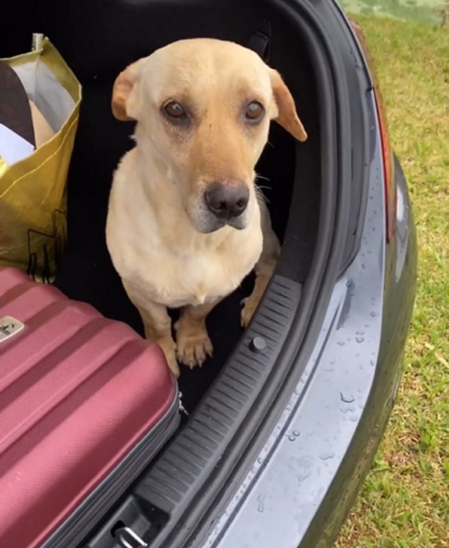Thor, um cachorro caramelo tem vida nova ao ficar com "cara de dó" para homem