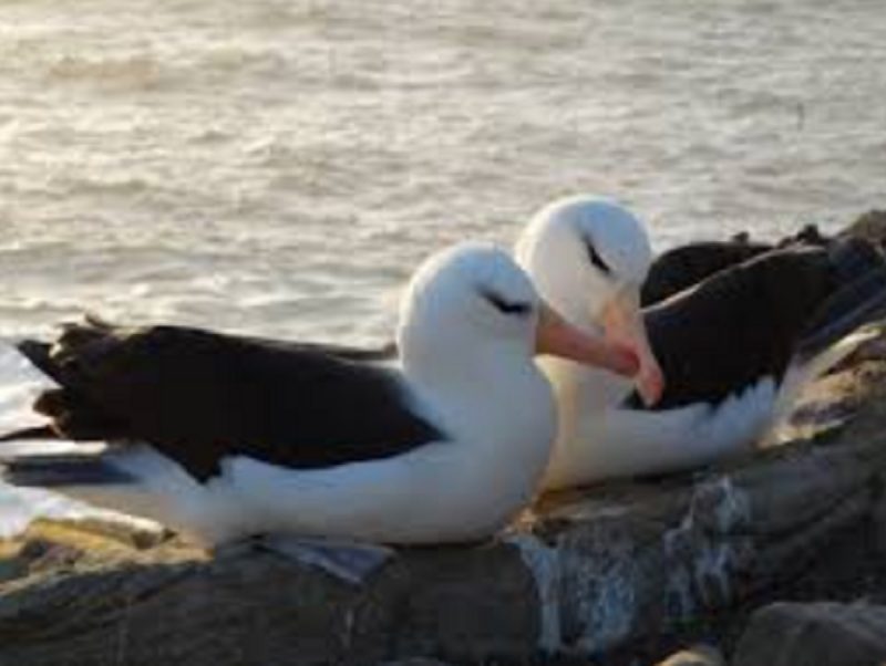 Albatrozes são uma espécie de animais monogâmicos que vivem em harmonia