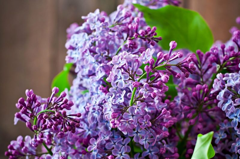 Ch&aacute; &eacute; poderoso e muito eficiente – Foto: Freepik/Reprodu&ccedil;&atilde;o/ND