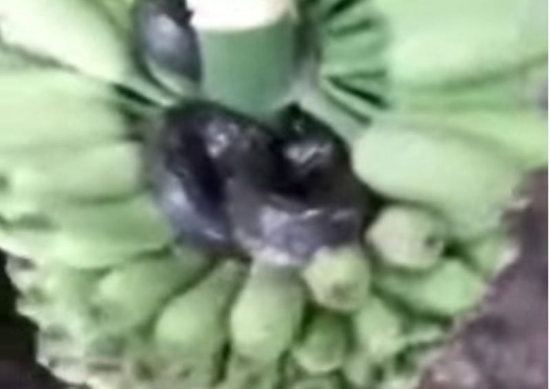 Cobra enorme assusta em cacho de banana